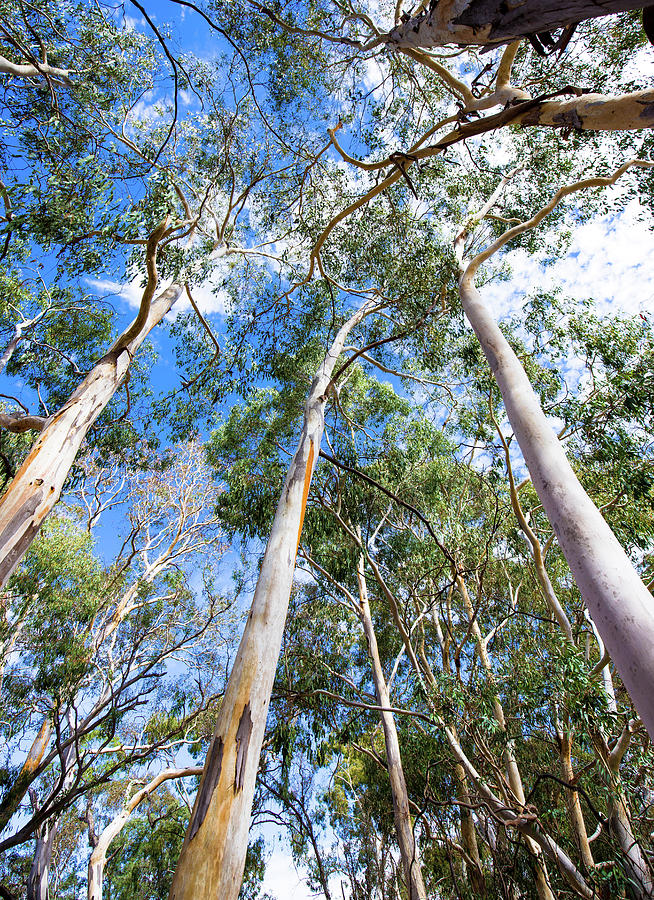 Gum Trees by Max Neivandt Gum Trees by Max Neivandt