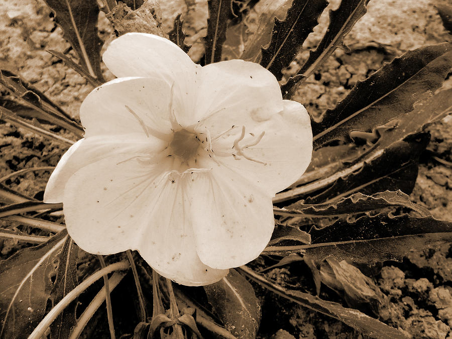 Gumbo Lily Blossom Photograph by Cris Fulton