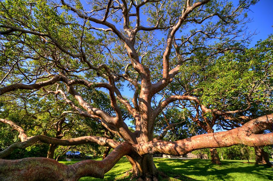 Gumbo Limbo Tree 02 Photograph by Jonathan Sabin