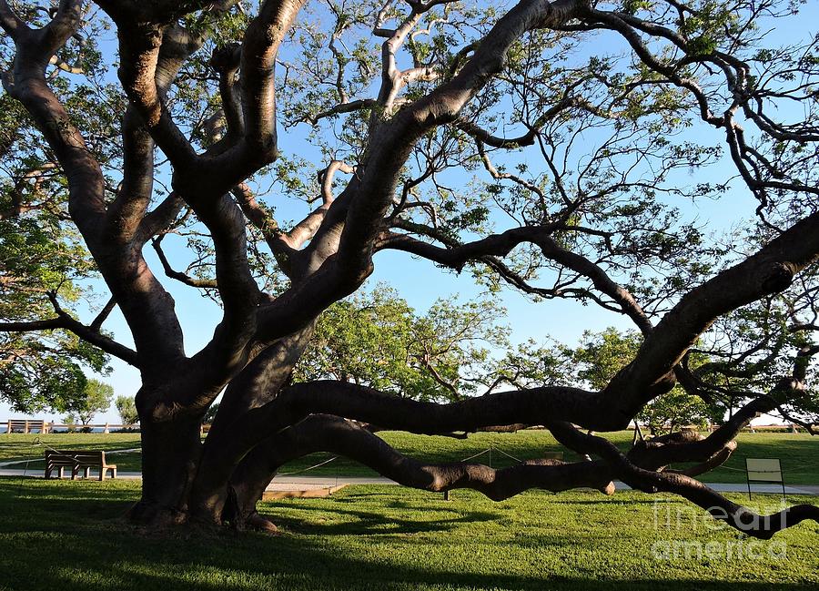 3d gumbo limbo tree