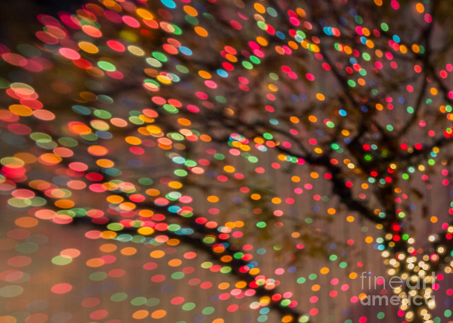 Gumdrop Holiday Tree Photograph by Marianne Jensen