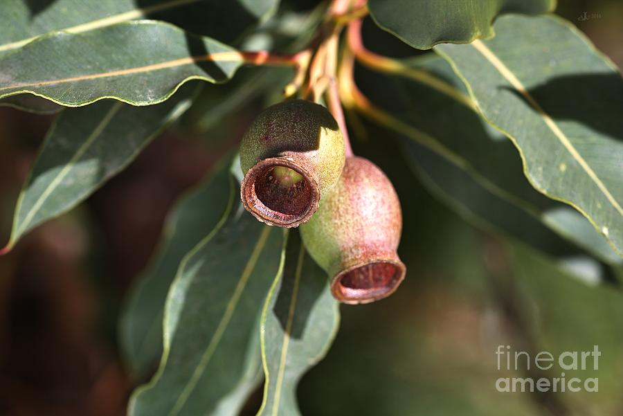 Gumnuts From Australia Photograph by Joy Watson