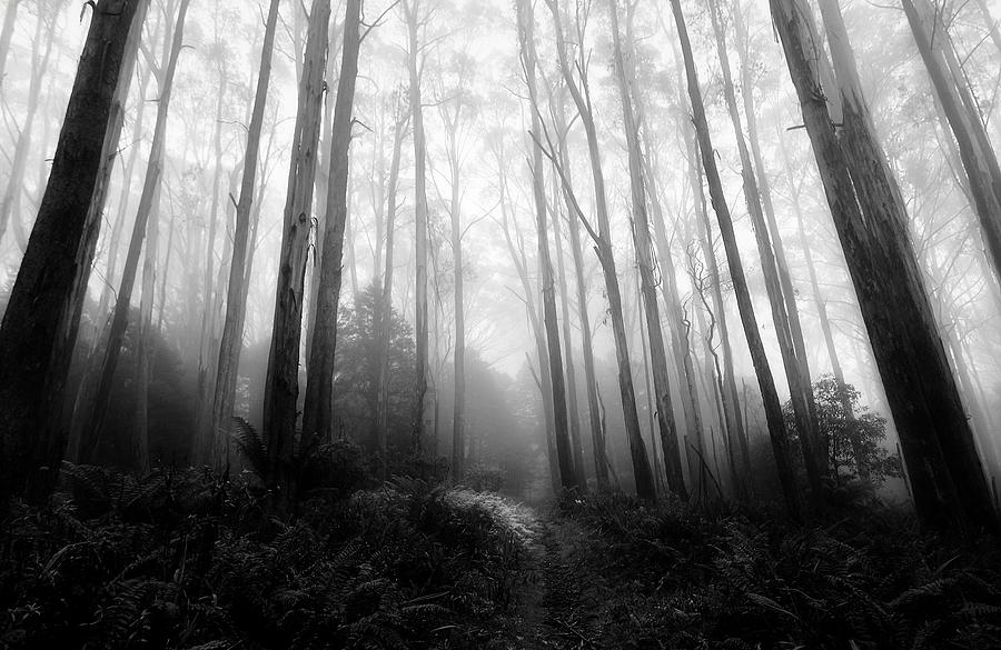 Trees Photograph - Gums in mist 10 by Mihai Florea Trees Photograph - Gums in mist 10 by Mihai Florea