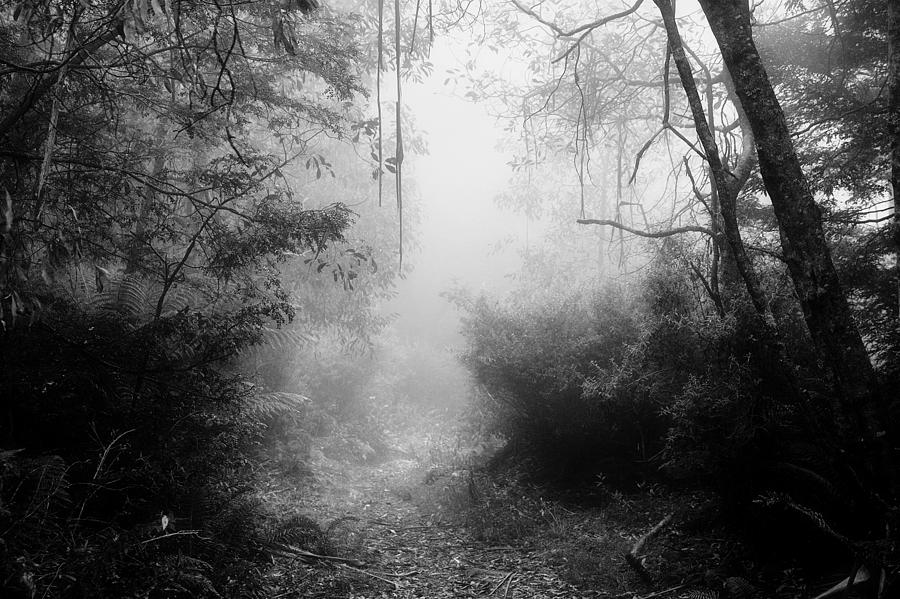 Mist Photograph - Gums in mist 11 by Mihai Florea Mist Photograph - Gums in mist 11 by Mihai Florea