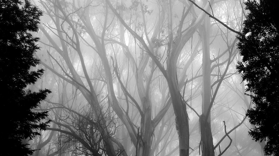 Trees Photograph - Gums in mist 2 by Mihai Florea