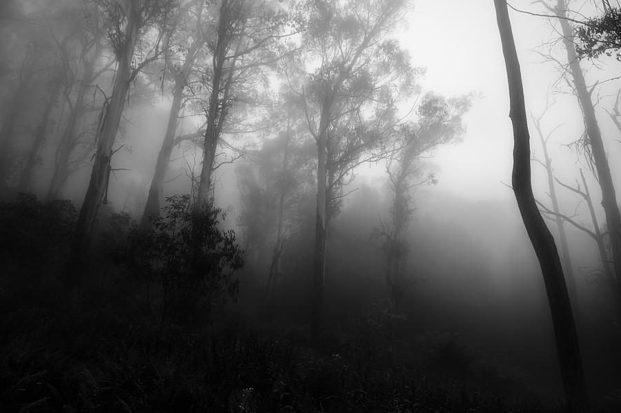 Trees Photograph - Gums in mist 3 by Mihai Florea Trees Photograph - Gums in mist 3 by Mihai Florea
