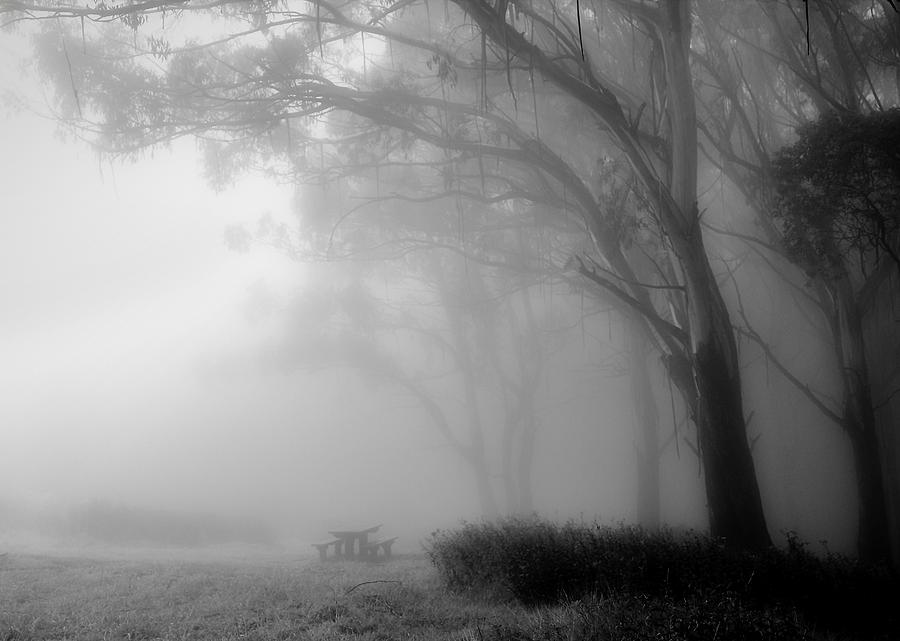 Trees Photograph - Gums in mist 5 by Mihai Florea