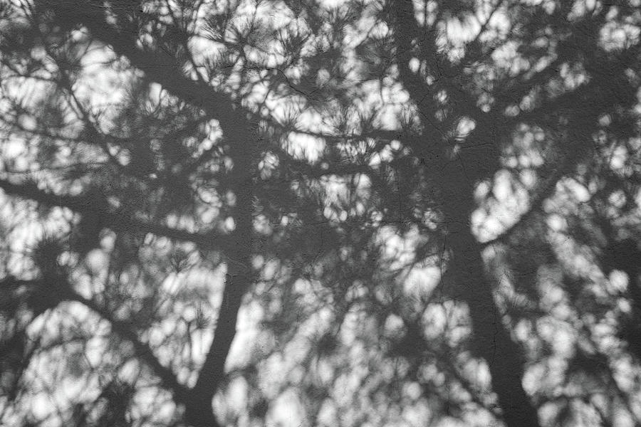 Gunmetal Gray Shadows Photograph by Georgia Mizuleva