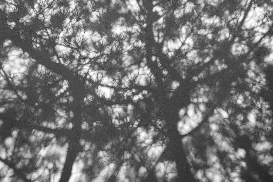 Gunmetal Grey Shadows Photograph by Georgia Mizuleva