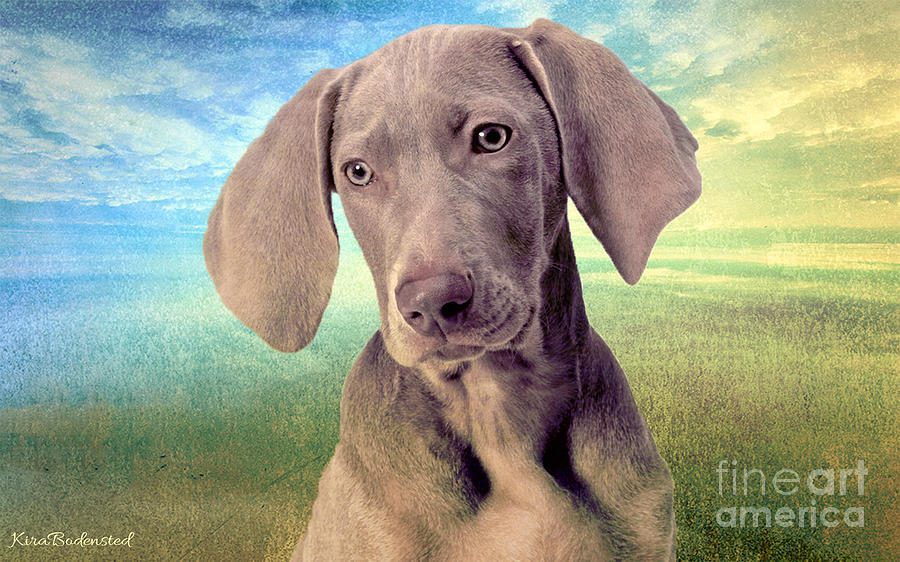 Gunshy Weimaraner looking for loving home Photograph by Kira Bodensted