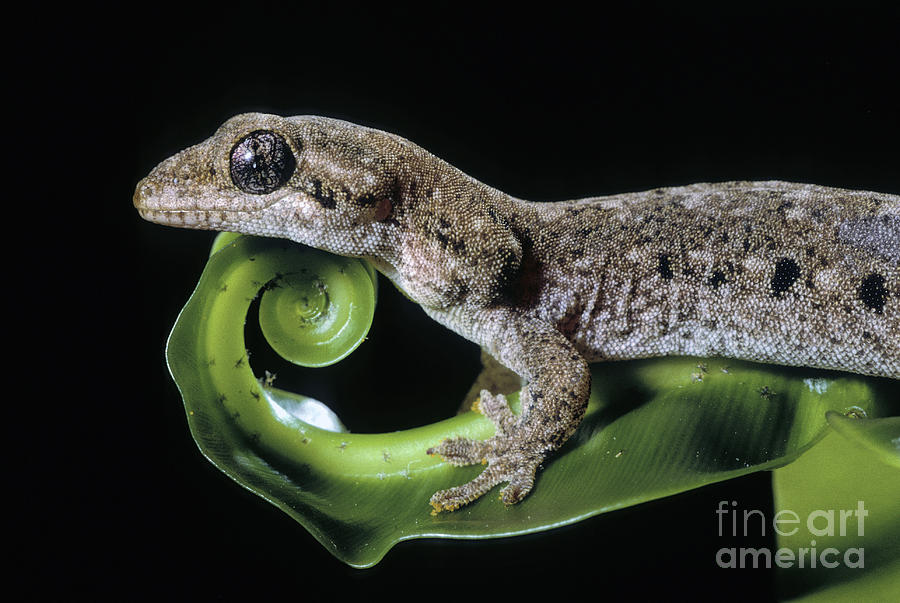 Guppys Gecko Photograph by Michael McCoy