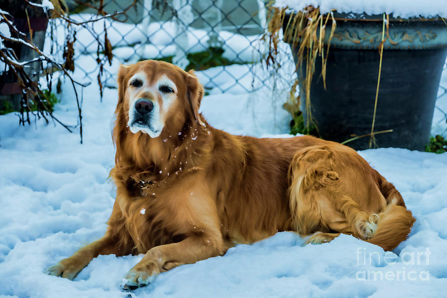 Dog Photograph - Gus Loves the Snow 1545T by Doug Berry