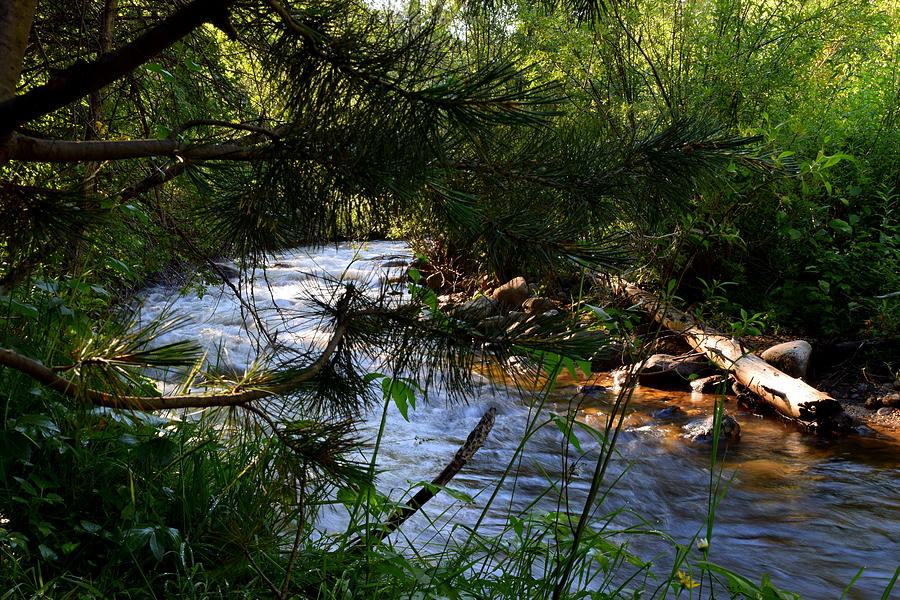Gushing Creek Photograph