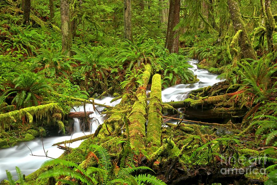 Gushing Through Ferns And Forest Photograph by Adam Jewell