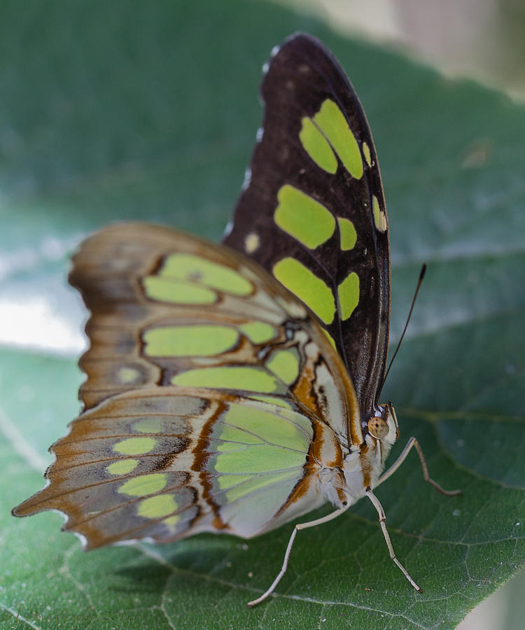 Butterfly Green Photograph by Lee Alloway