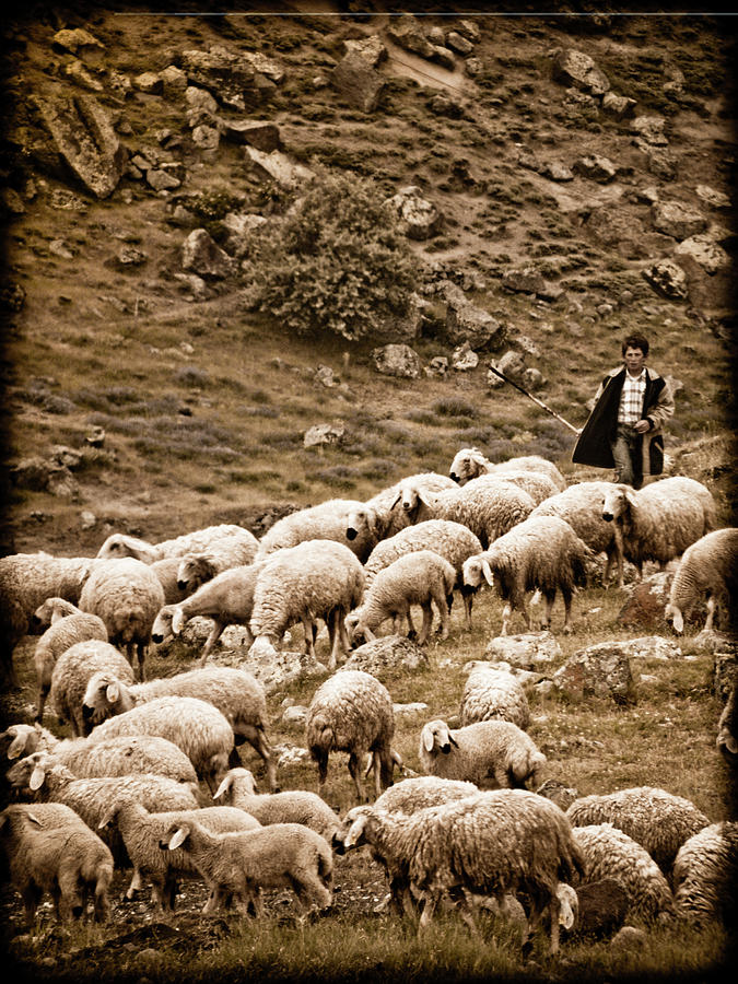 Guzelyurt, Turkey - Shepherd Photograph by Mark Forte