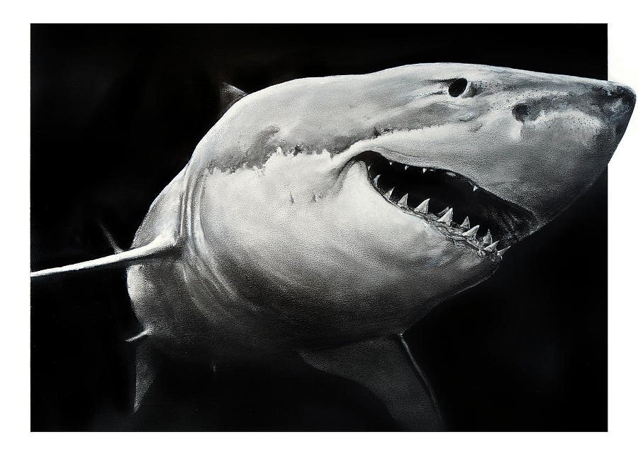 GW Shark Drawing by William Underwood