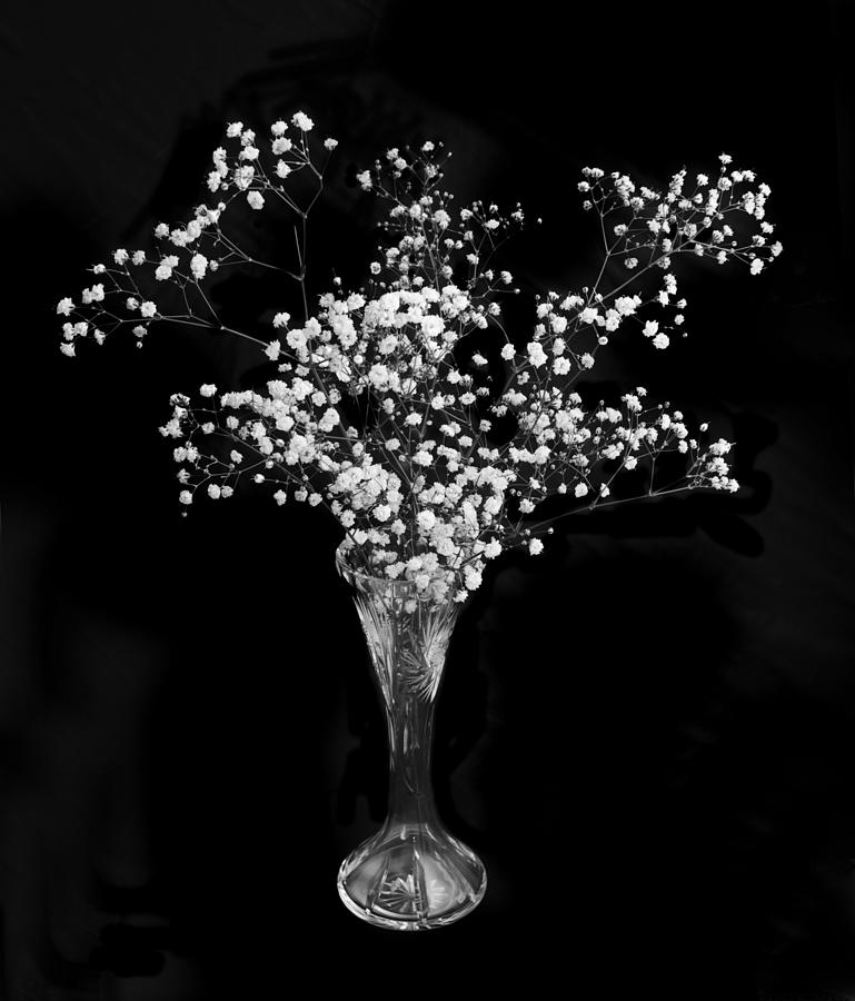 Gypsophila Black and White Photograph by Terence Davis