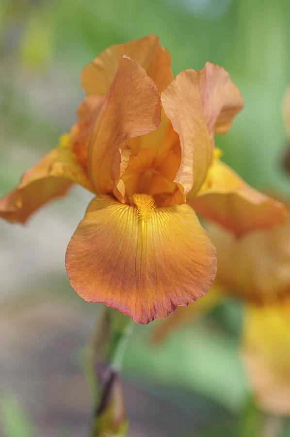 Gypsy Classic. The Beauty of Irises Photograph by Jenny Rainbow