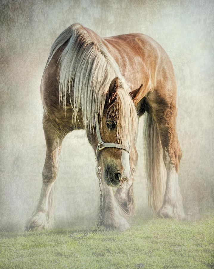 Gypsy In Morning Mist. Photograph