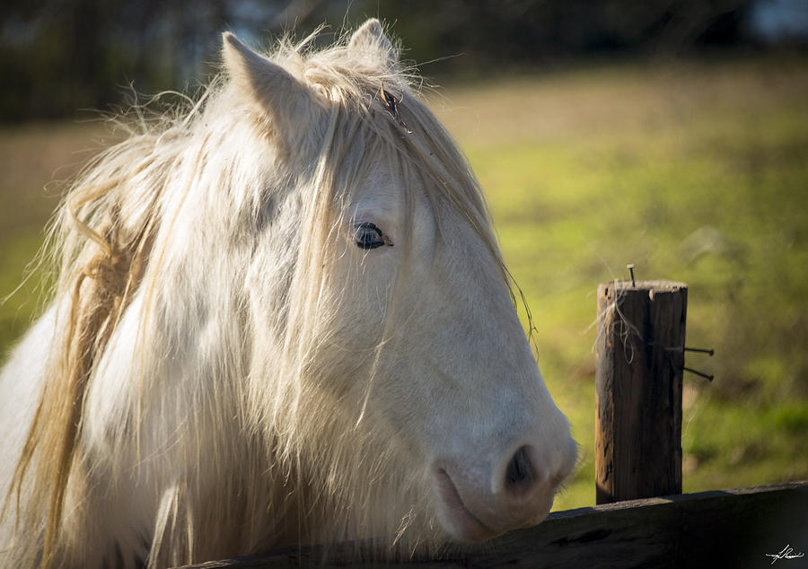 Horse Photograph - Gypsy Pony by Phil And Karen Rispin