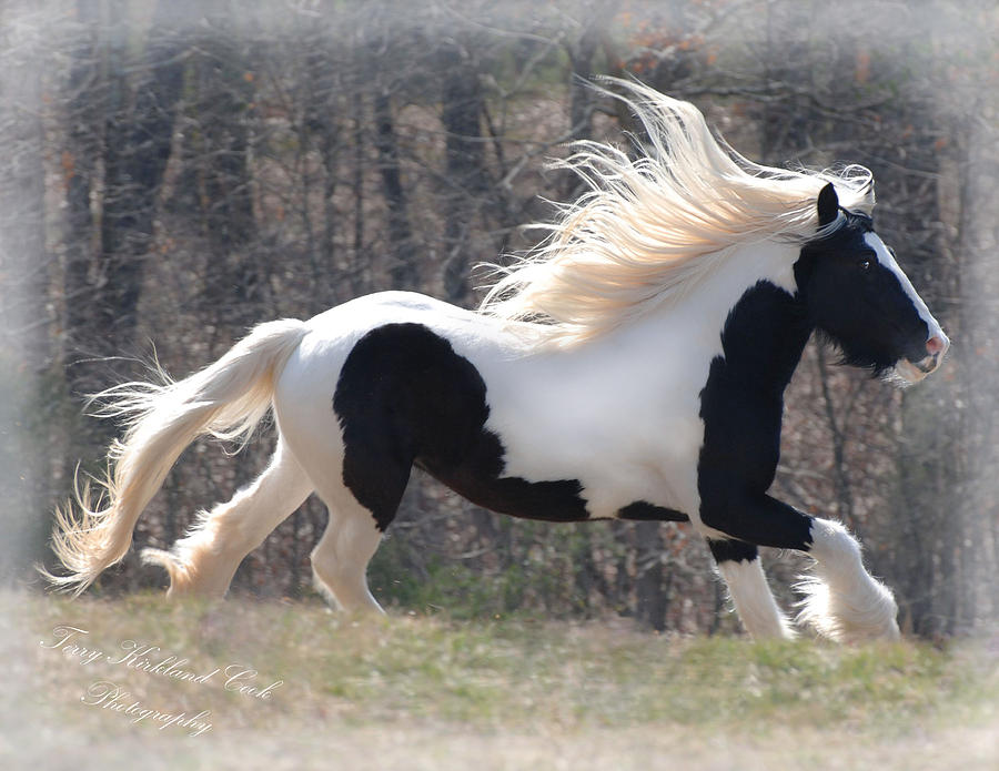 Gypsy Stallion Esperanzo Photograph by Terry Kirkland Cook