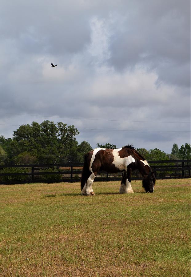 Gypsy Vanner Horse Photograph by Warren Thompson