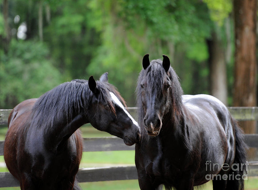 Gypsy Vanner Mares Photograph by Carien Schippers