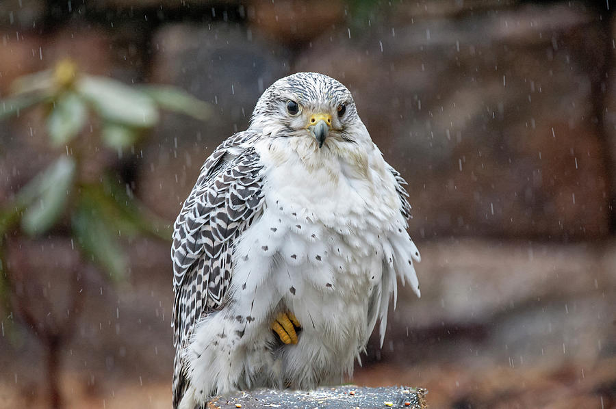 Gyrfalcon a bird of prey sitting in the rain Photograph by Dan Friend