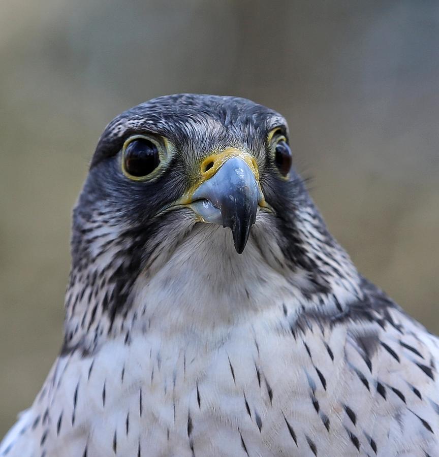 Falcon Photograph - Gyrfalcon by Raakesh Blokhra