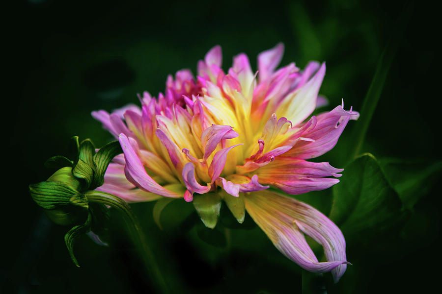 Summer Photograph - Dahlia Delight by Jessica Jenney