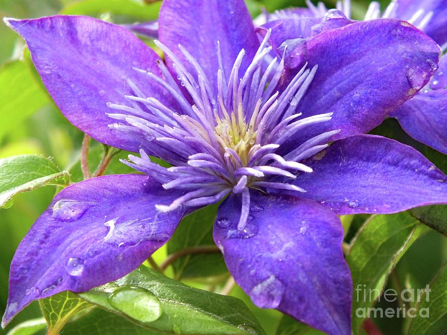 Nature Photograph - Crystal Fountain Clematis Dripping With Beauty by Cindy Treger