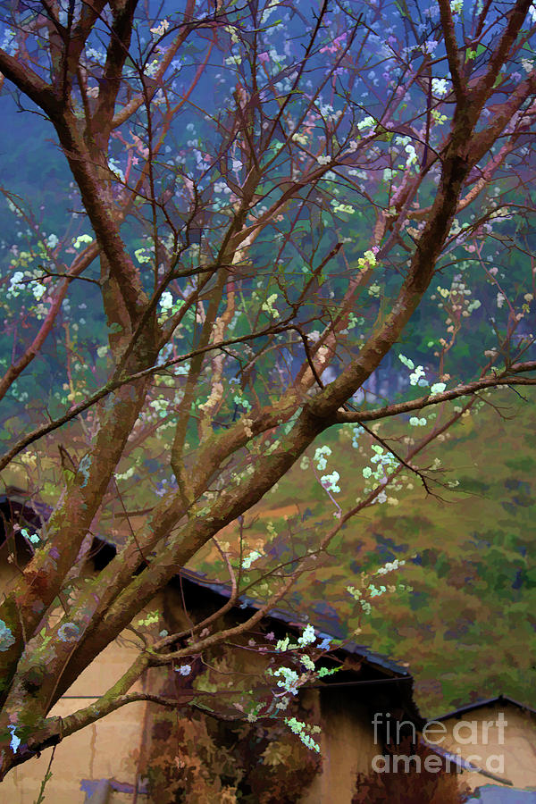 Ha Giang Blossoms Paint  Photograph by Chuck Kuhn