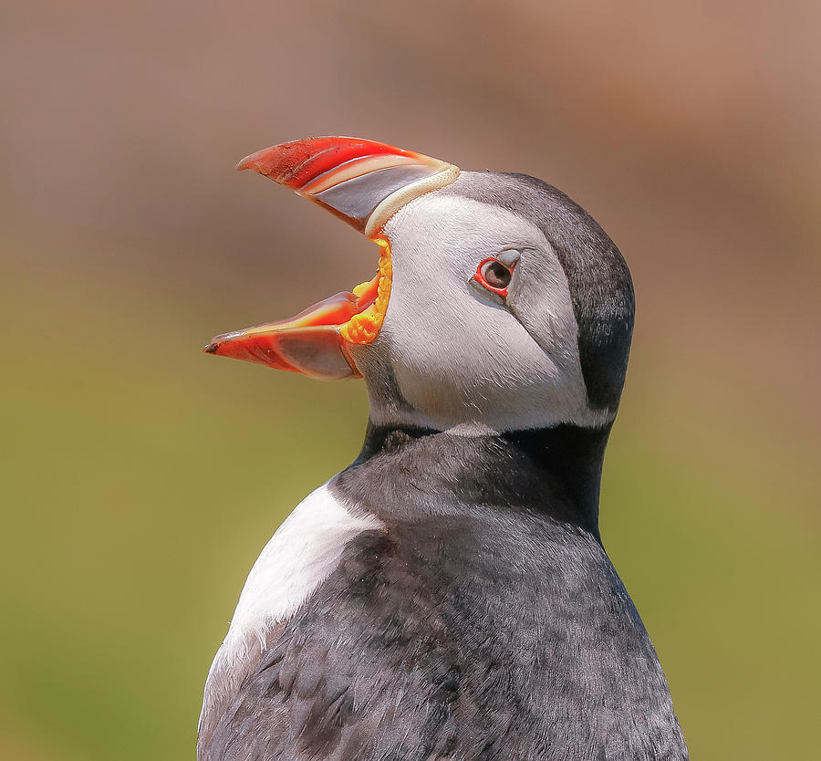 Puffin Photograph - Ha Ha Ha Ha by Roy McPeak Puffin Photograph - Ha Ha Ha Ha by Roy McPeak