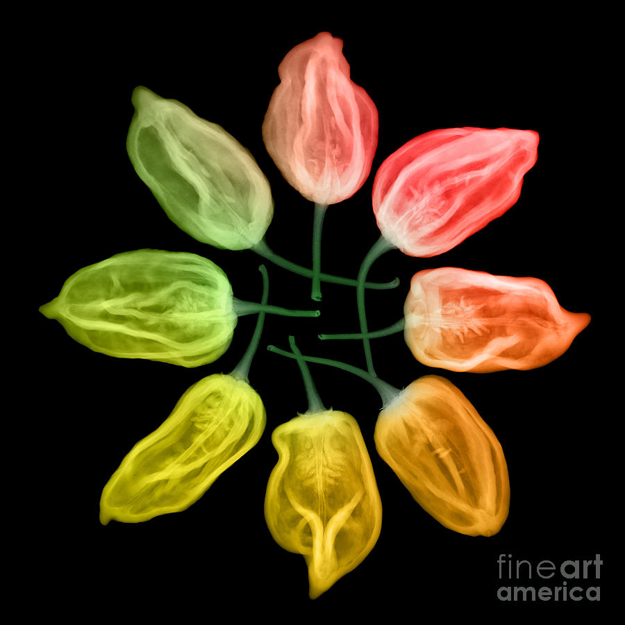 Nature Photograph - Habanero Chili Peppers, X-ray by Ted Kinsman