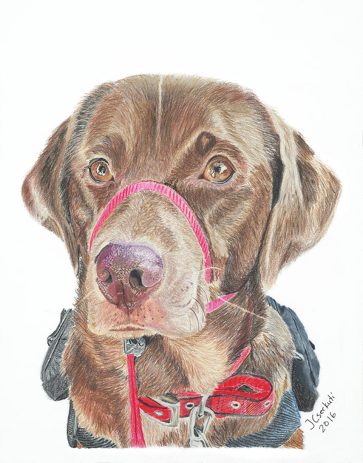 Hachi Drawing by Janos Cserkuti - Fine Art America