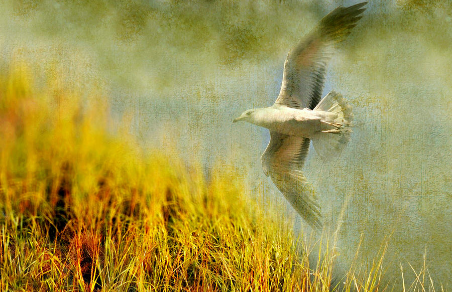 Inspirational Photograph - Its My Flight by Diana Angstadt