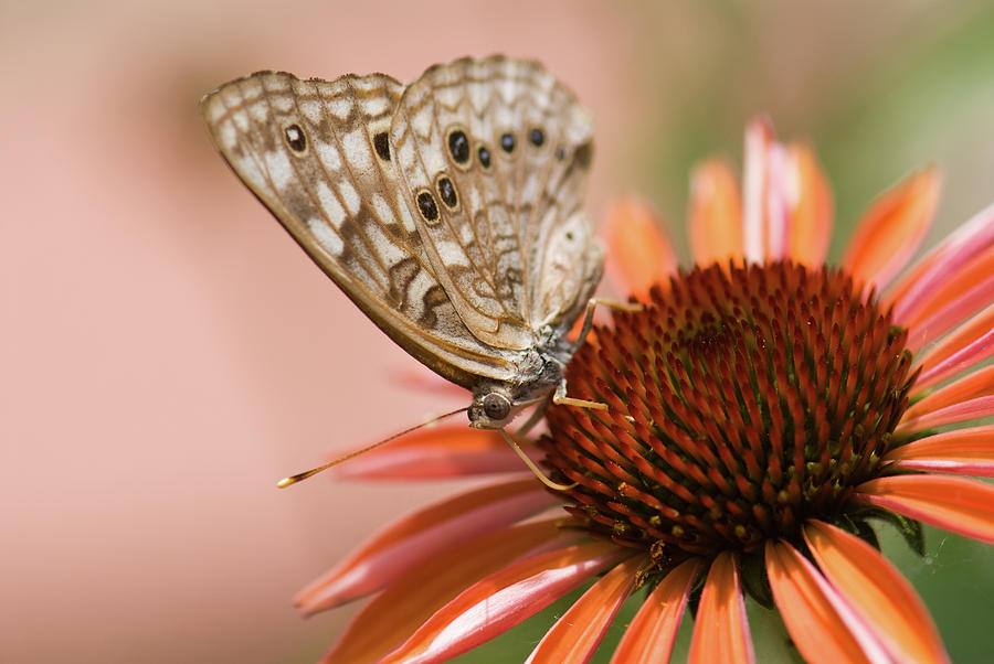Hackberry Emperor Butterfly Photograph by Betty LaRue