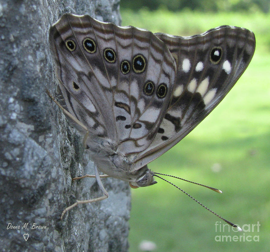 Hackberry Emperor Butterfly Photograph by Donna Brown