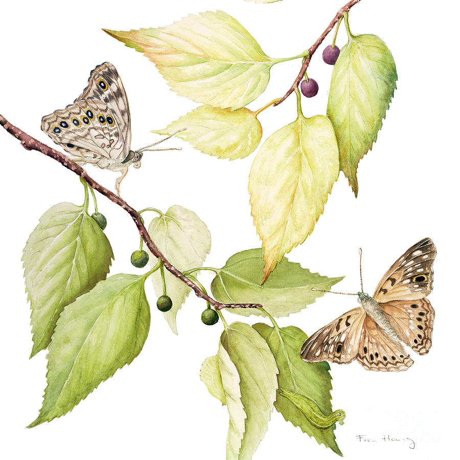 Hackberry Emperor Butterfly Painting by Fran Henig
