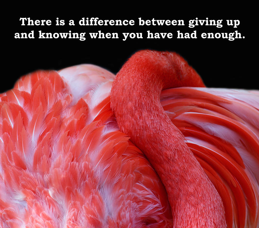 Flamingo Photograph - Had Enough by Rebecca Cozart