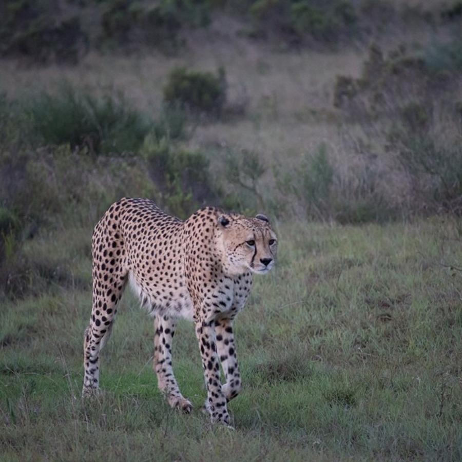 Wildlife Photograph - Male Cheetah by Lorna Mason