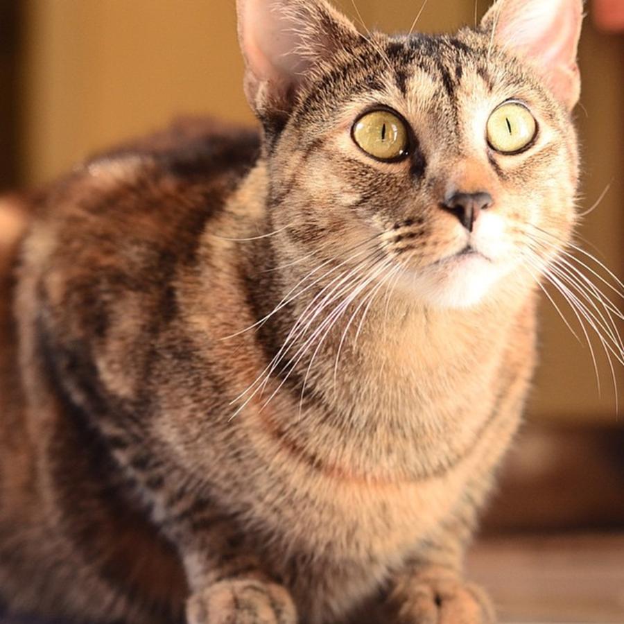Cat Photograph - Haddy Enjoying A Little Sunshine On Her by Carle Aldrete