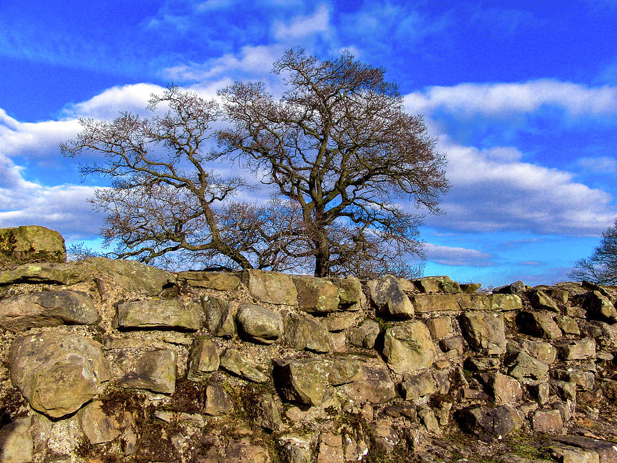 Hadrians Tree Photograph by Tim Dussault