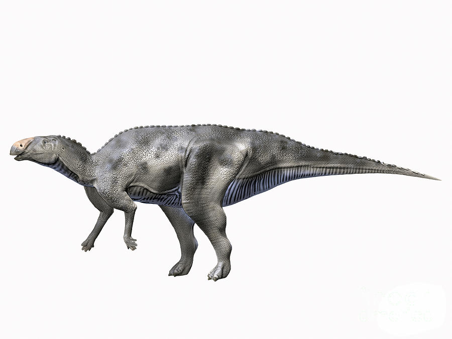 hadrosaurus foulkii