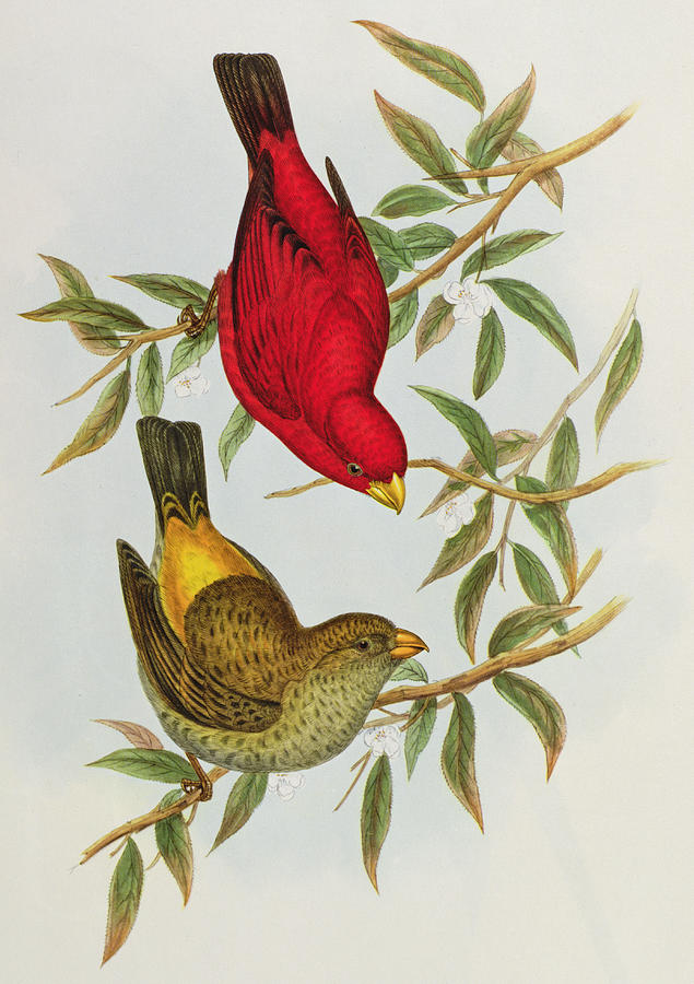 Finch Painting - Haematospiza Sipahi by John Gould