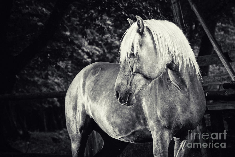 Haflinger Horse Equestrian black and white portrait Photograph by Dimitar Hristov