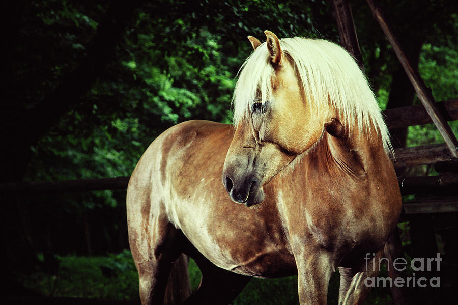 Haflinger Horse Equestrian Portrait Photograph by Dimitar Hristov