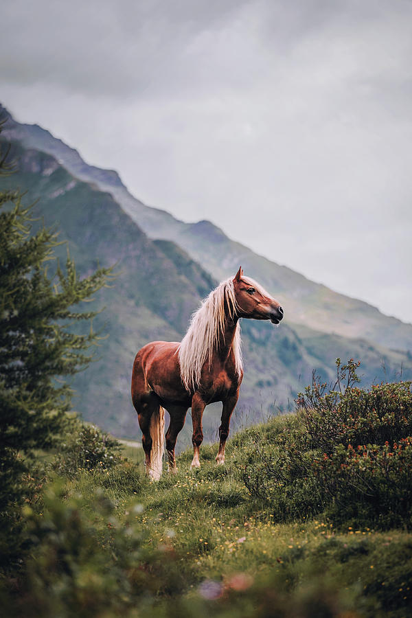 Haflinger Photograph - Haflinger Portrait by Giulia Basaglia Haflinger Photograph - Haflinger Portrait by Giulia Basaglia
