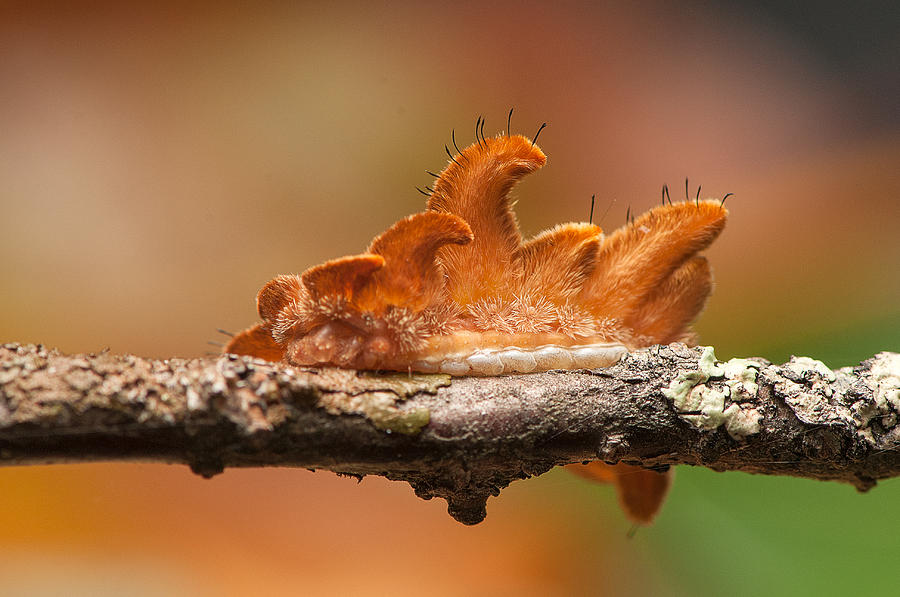 Hag Moth Caterpiller Photograph by Derek Thornton